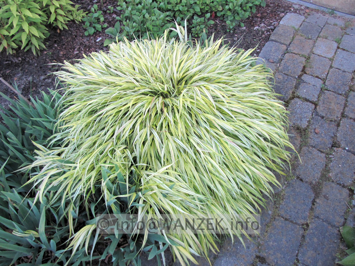 Hakonechloa macra Aureola 02.JPG